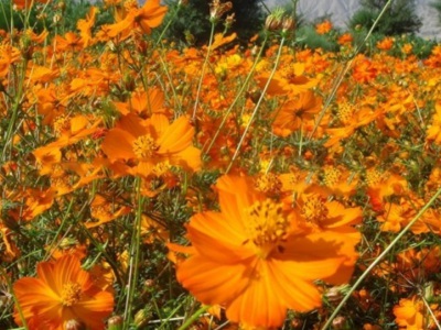 硫華菊種子需要泡嗎？