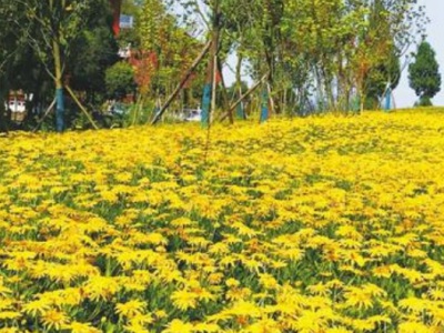 黃金菊種子發(fā)芽溫度？