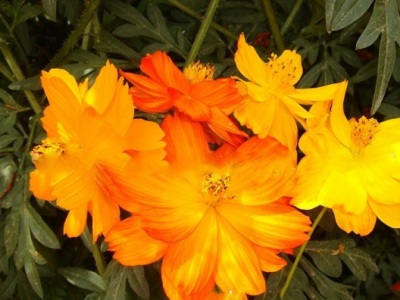 硫華菊種子是撒在土上的嗎？