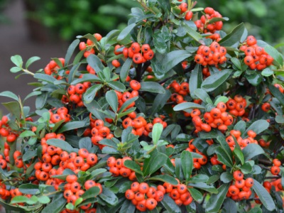 火棘種子發(fā)芽溫度？