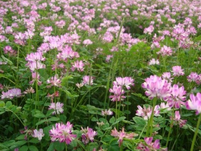 紫云英種子畝用量多少？