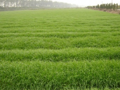 一畝地種多少燕麥種子？