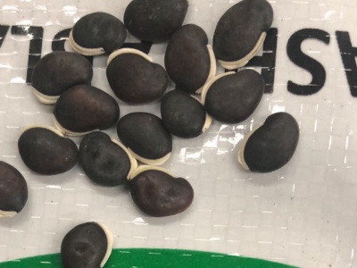 葛藤種子1斤有多少粒？