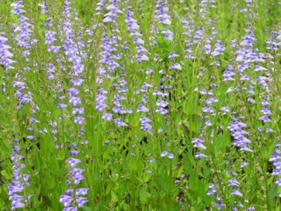 半枝蓮種子幾月種？