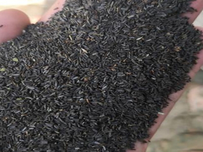 黑心菊種子什么時候成熟？