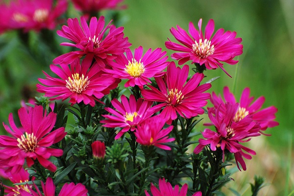 荷蘭菊.jpg 荷蘭菊.jpg