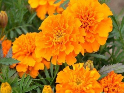 孔雀草種子在哪里買？