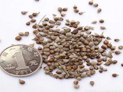 黃菊花種子什地方買(mǎi)？