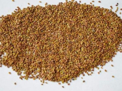 紫云英種子那里能買到？