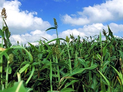 甜高粱種子在哪里能買到？