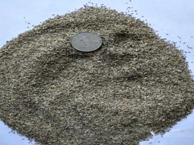 紫苑種子能播種嗎？