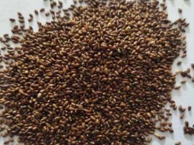 三色堇種子什么時(shí)候播種？