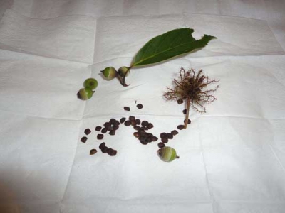 含羞草種子6月能種嗎？