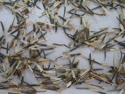 孔雀草種子夏天能種嗎？