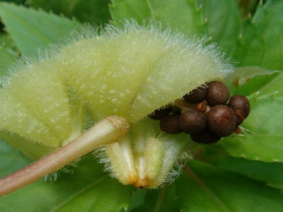 指甲花種子嫩的能種嗎？