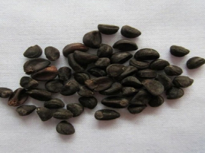 牽?；ǚN子夏季能種嗎？