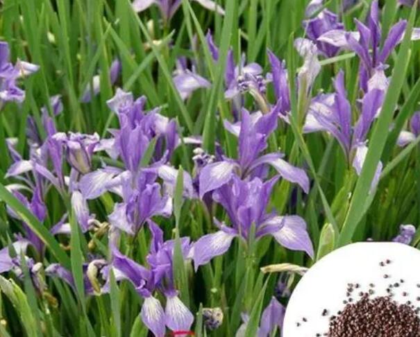 1649086971966261.jpg 6++.jpg