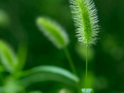 狗尾草種子是多少錢一斤