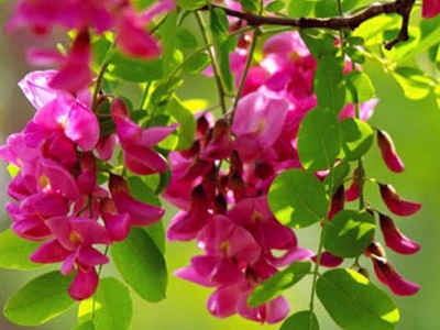 紫穗槐種子種植可以直接播種嗎？