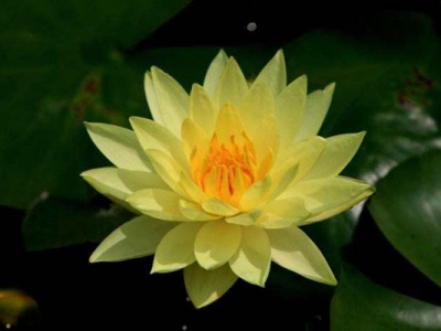 睡蓮種子不開(kāi)口可以發(fā)芽嗎？