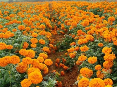 萬(wàn)壽菊種子七月份可以播種嗎？