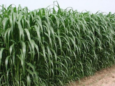 高丹草種子可以用播種機(jī)嗎？