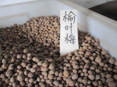 榆葉梅種子可以種嗎？