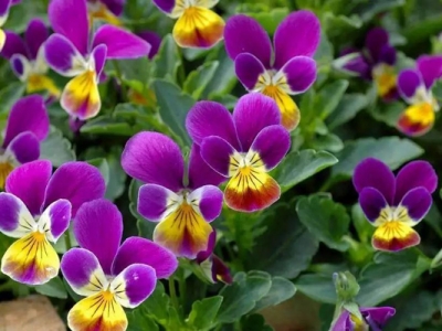 三色堇種子冬天播種春天開(kāi)花嗎？