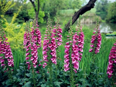 毛地黃種子當(dāng)年種植當(dāng)年能開(kāi)花嗎？