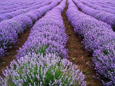 薰衣草種子種下去后幾個月開花？