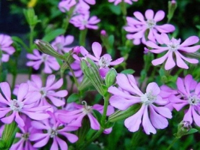 矮雪輪種子的種植時(shí)間是幾月？