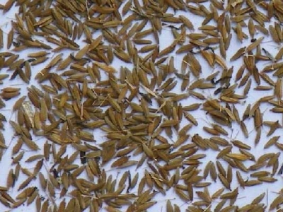 蒲公英種子播種時間是幾月？