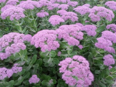 八寶景天種子什么時間種？