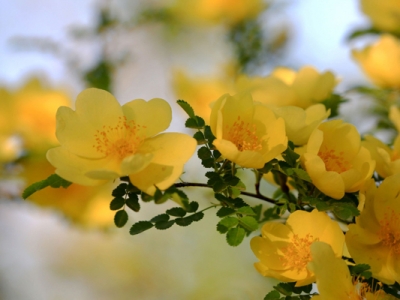 黃刺玫種子什么時(shí)間種？