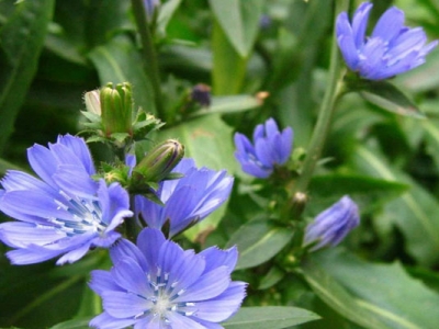 菊苣種子的播種時(shí)間是幾月？