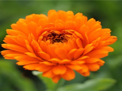 金盞菊種子的種植時(shí)間是在什么時(shí)候？