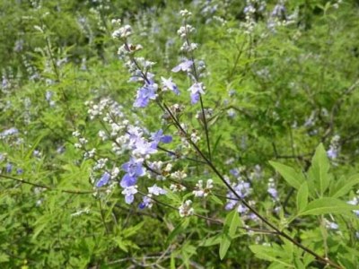 荊條種子播種時(shí)間是幾月？