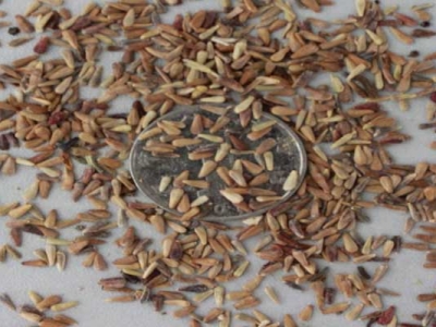 翠菊種子種植時間是幾月？