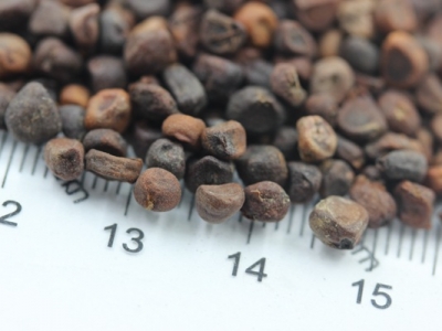 馬蓮種子什么時間收獲？