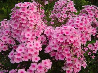 福祿考種子的種植時間在幾月？