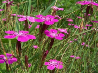 少女石竹種子播種時間是什么時候？