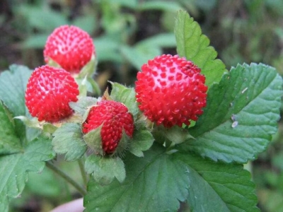 蛇莓種子價格是多少錢一斤？