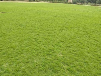 天鵝絨草皮的繁殖方式是什么？