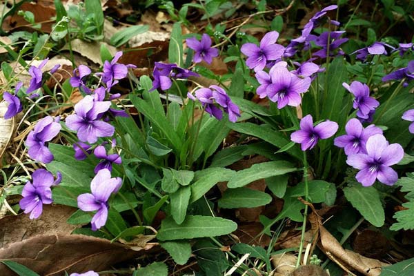 1660693770625219.jpeg 紫花地丁3.jpeg