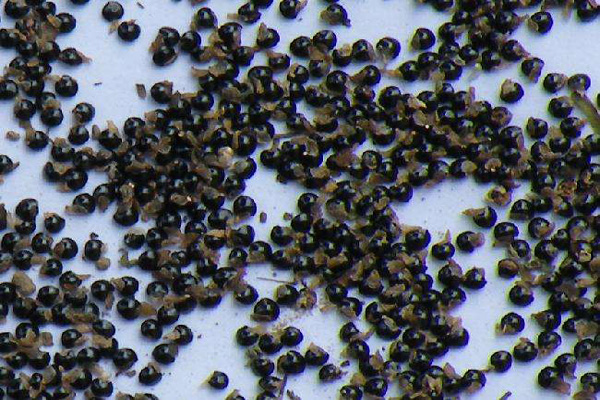 1660693785671904.jpeg 紫花地丁種子1.jpeg