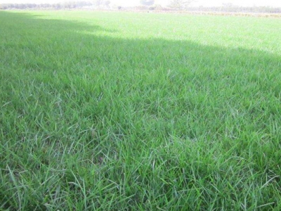 黑麥草種子什么時候成熟？