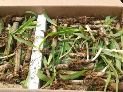 福建有沒(méi)有皇竹草種節(jié)出售