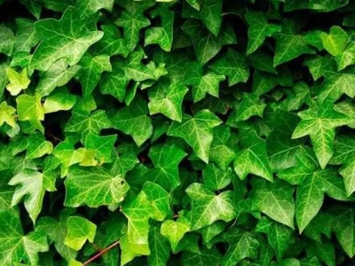 常春藤園林應(yīng)用形式有哪些