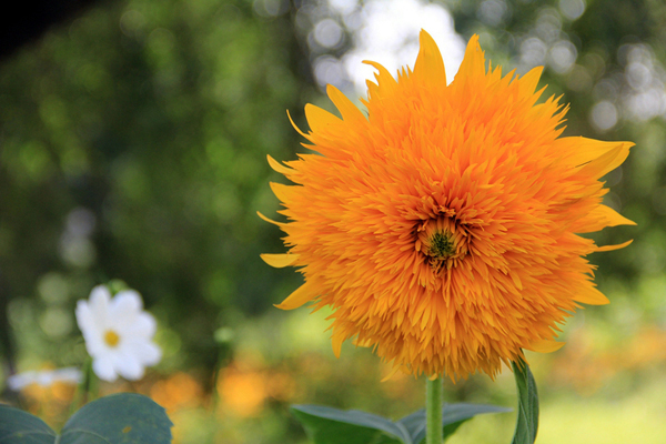 1663550720589249.jpeg 玩具熊向日葵1.jpeg