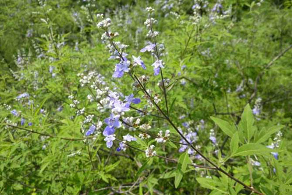 1663554009971290.jpeg 荊條3.jpeg